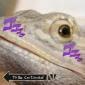 Profile picture for user Saediga